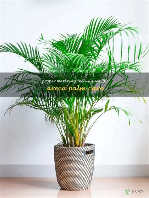 vochtmeter areca palm water geven|areca palm watering temperature.